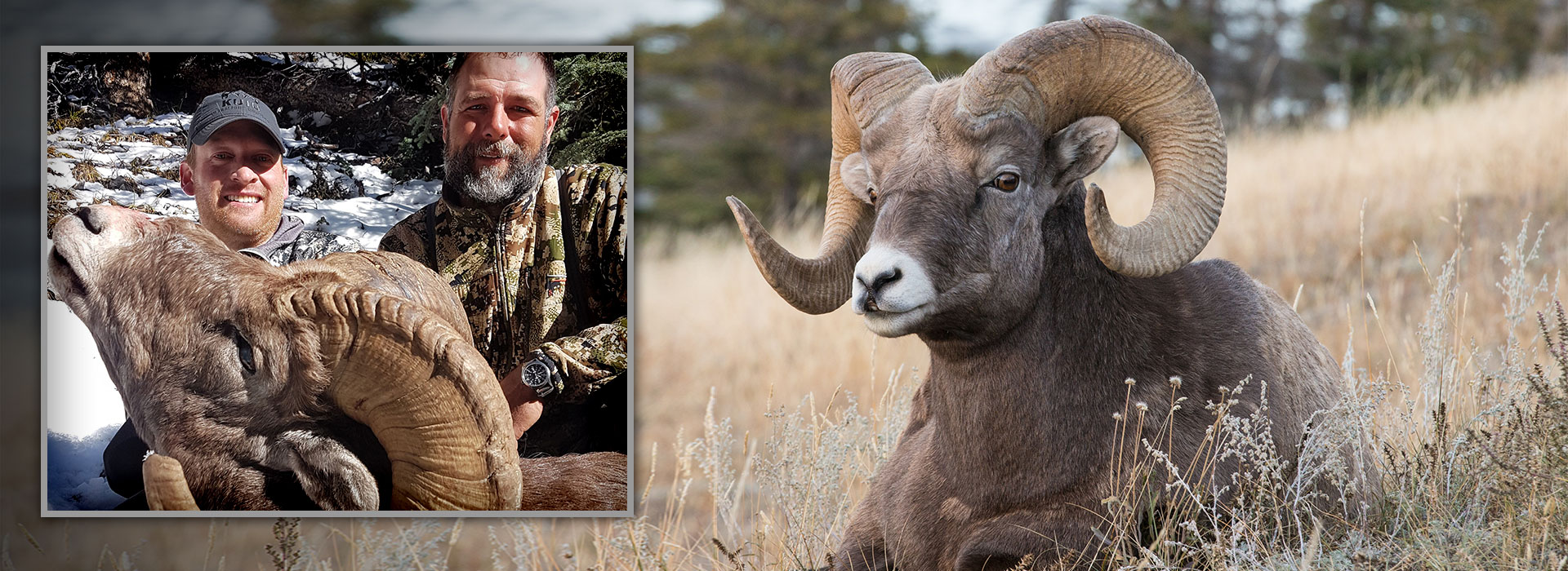 Alberta Bighorn Sheep Hunting