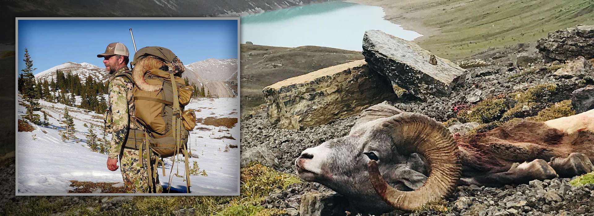 Rocky Mountain bighorn sheep 