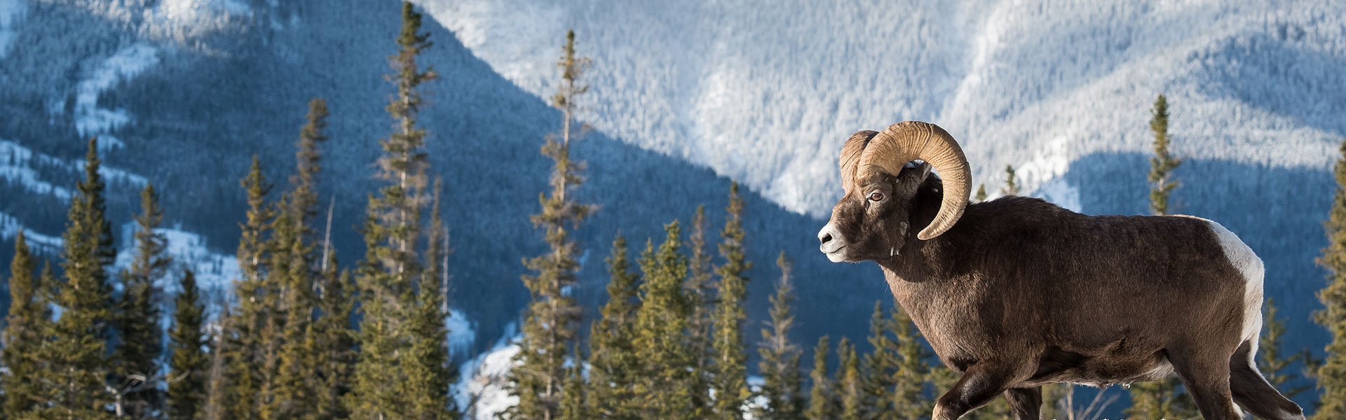 AllInclusive Guided Rocky Mountain Bighorn Sheep Hunts Carter Outfitting