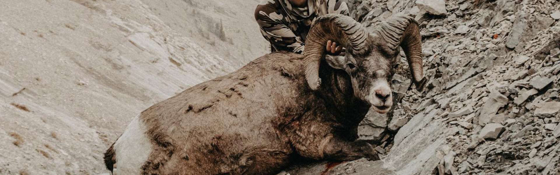 Rocky Mountain Bighorn Sheep Hunts in Alberta