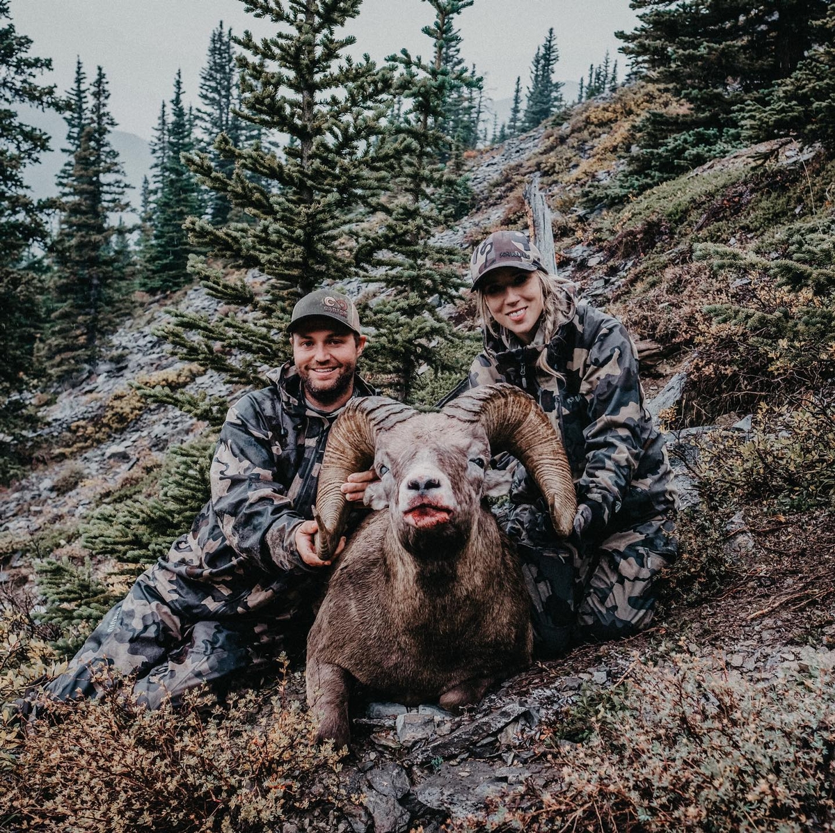 Alberta Bighorn Sheep
