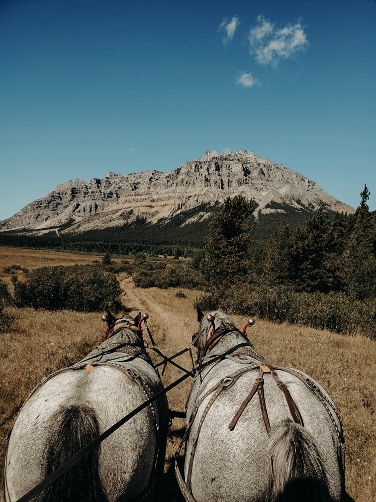 Alberta Hunting Outfitter