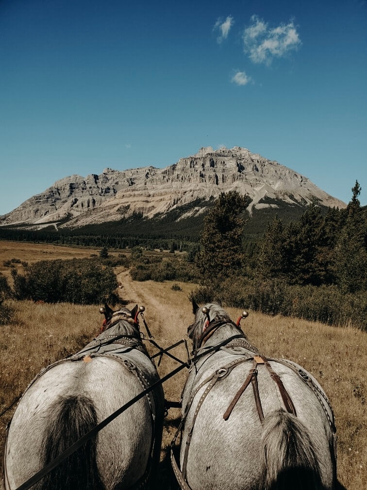 Remote horseback sheep hunts in Alberta, Canada